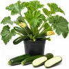 Green Zucchini Live Plants - 2 Pack Summer Squash Seedlings, 4-6 Inch in 4 Inch Pots for Outdoor Garden - Image 1