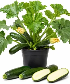 Green Zucchini Live Plants - 2 Pack Summer Squash Seedlings, 4-6 Inch in 4 Inch Pots for Outdoor Garden - Image 1