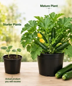 Green Zucchini Live Plants - 2 Pack Summer Squash Seedlings, 4-6 Inch in 4 Inch Pots for Outdoor Garden - Image 4