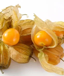 Ground Cherry Seeds - 50 NON-GMO Physalis Peruviana Seeds - Cape Gooseberry - Image 2