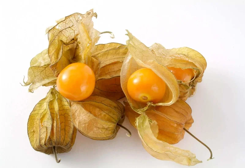 Ground Cherry Seeds - 50 NON-GMO Physalis Peruviana Seeds - Cape Gooseberry - Image 2