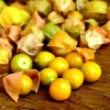 Ground Cherry Seeds - 50 NON-GMO Physalis Peruviana Seeds - Cape Gooseberry - Image 1