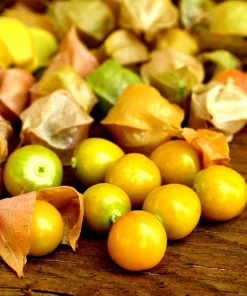 Ground Cherry Seeds - 50 NON-GMO Physalis Peruviana Seeds - Cape Gooseberry - Image 1