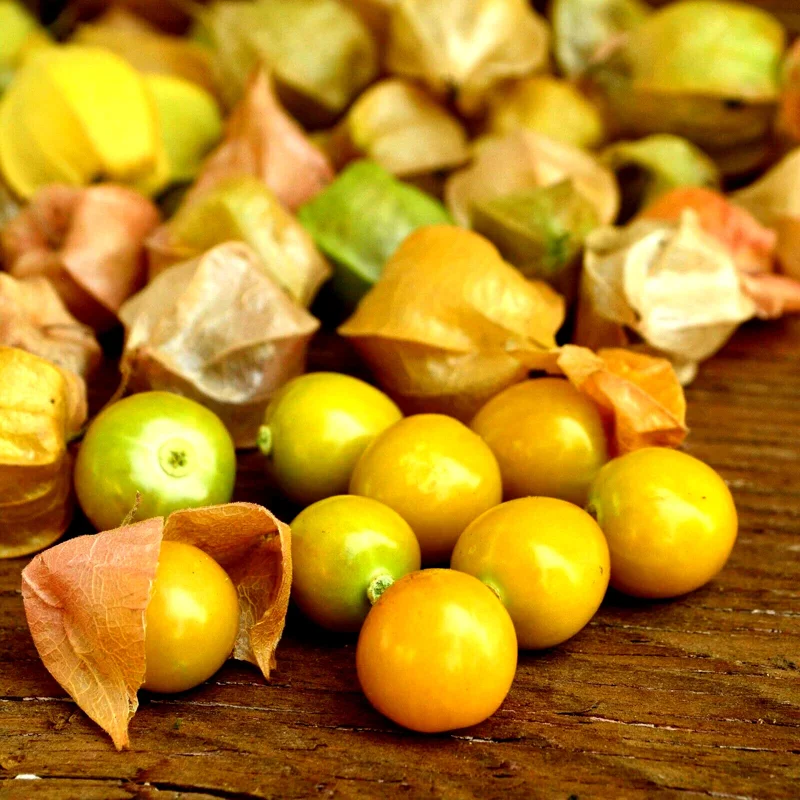 Ground Cherry Seeds - 50 NON-GMO Physalis Peruviana Seeds - Cape Gooseberry - Image 1