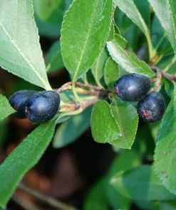 Ground Hug Aronia Live Plant - Dwarf Chokeberry - 4 inch Pot - Outdoor Shrub - Image 2