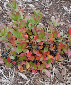Ground Hug Aronia Live Plant - Dwarf Chokeberry - 4 inch Pot - Outdoor Shrub - Image 3