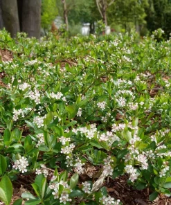 Ground Hug Aronia Live Plant - Dwarf Chokeberry - 4 inch Pot - Outdoor Shrub - Image 4