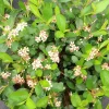 Ground Hug Aronia Live Plant - Dwarf Chokeberry - 4 inch Pot - Outdoor Shrub - Image 1
