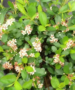 Ground Hug Aronia Live Plant - Dwarf Chokeberry - 4 inch Pot - Outdoor Shrub - Image 1