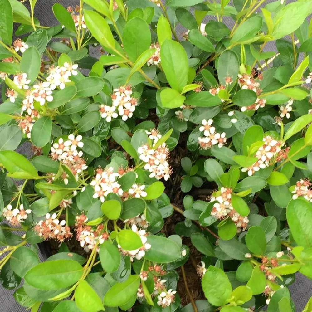 Ground Hug Aronia Live Plant - Dwarf Chokeberry - 4 inch Pot - Outdoor Shrub - Image 1