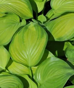 Guacamole Hosta Live Plant - Hosta of the Year 2002 - Quart Pot - Outdoor Shade - Image 2