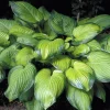 Guacamole Hosta Live Plant - Hosta of the Year 2002 - Quart Pot - Outdoor Shade - Image 1
