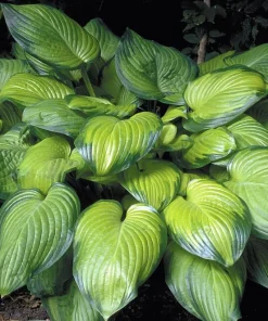 Guacamole Hosta Live Plant - Hosta of the Year 2002 - Quart Pot - Outdoor Shade - Image 1