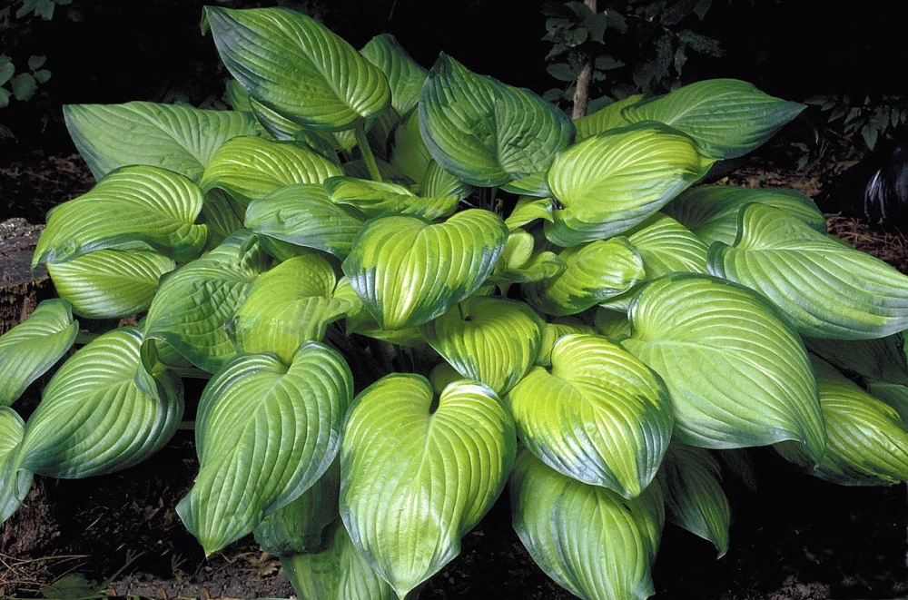 Guacamole Hosta Live Plant - Hosta of the Year 2002 - Quart Pot - Outdoor Shade - Image 1