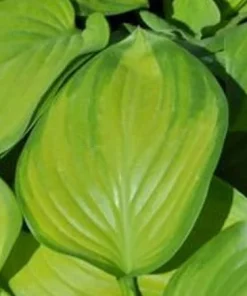 Guacamole Hosta Live Plant - Hosta of the Year 2002 - Quart Pot - Outdoor Shade - Image 3