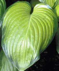 Guacamole Hosta Live Plant - Hosta of the Year 2002 - Quart Pot - Outdoor Shade - Image 4