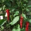 Guajillo Hot Pepper Seeds - 20 Count - Capsicum annuum for Drying & Sauces - Image 1