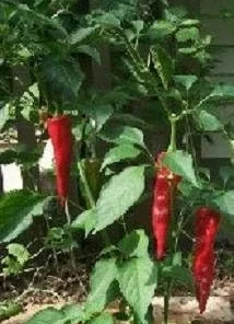 Guajillo Hot Pepper Seeds - 20 Count - Capsicum annuum for Drying & Sauces - Image 1