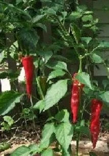 Guajillo Hot Pepper Seeds - 20 Count - Capsicum annuum for Drying & Sauces - Image 1