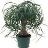 Guatemalan Red Ponytail Palm Live Plant - Beaucarnea guatemalensis - 6" Pot - Indoor/Outdoor - Image 1