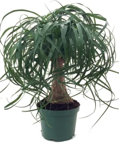 Guatemalan Red Ponytail Palm Live Plant - Beaucarnea guatemalensis - 6
