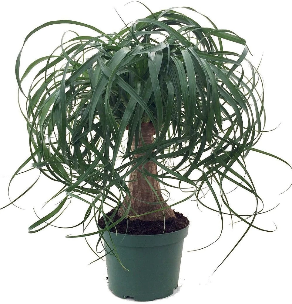 Guatemalan Red Ponytail Palm Live Plant - Beaucarnea guatemalensis - 6" Pot - Indoor/Outdoor - Image 1