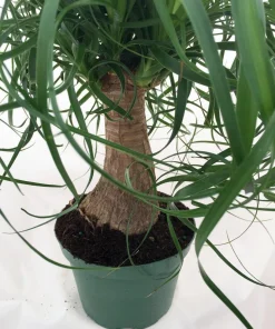 Guatemalan Red Ponytail Palm Live Plant - Beaucarnea guatemalensis - 6" Pot - Indoor/Outdoor - Image 2