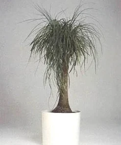 Guatemalan Red Ponytail Palm Live Plant - Beaucarnea guatemalensis - 6