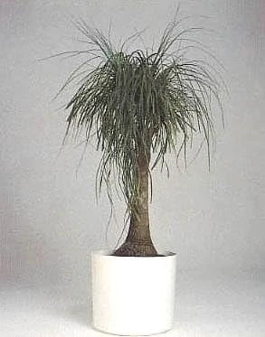 Guatemalan Red Ponytail Palm Live Plant - Beaucarnea guatemalensis - 6" Pot - Indoor/Outdoor - Image 3