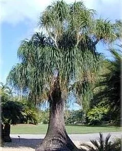 Guatemalan Red Ponytail Palm Live Plant - Beaucarnea guatemalensis - 6