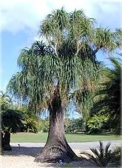 Guatemalan Red Ponytail Palm Live Plant - Beaucarnea guatemalensis - 6" Pot - Indoor/Outdoor - Image 4