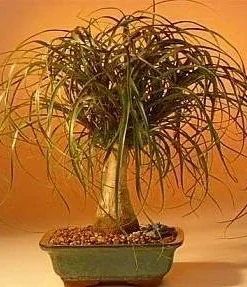 Guatemalan Red Ponytail Palm Live Plant - Beaucarnea guatemalensis - 6