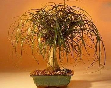 Guatemalan Red Ponytail Palm Live Plant - Beaucarnea guatemalensis - 6" Pot - Indoor/Outdoor - Image 5