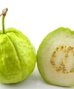 Guava Fruit Tree Live Plant 5-8
