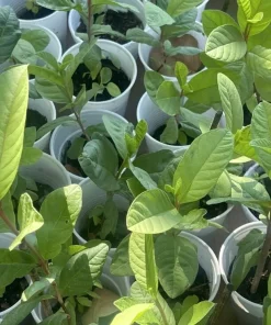 Guava Fruit Tree Live Plant 5-8