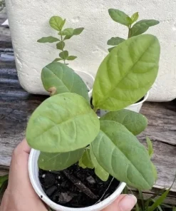 Guava Fruit Tree Live Plant 5-8