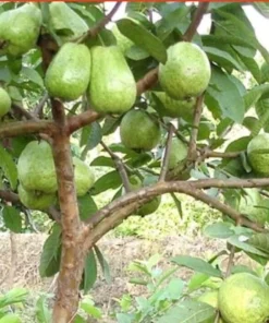 Guava Fruit Tree Live Plant 5-8