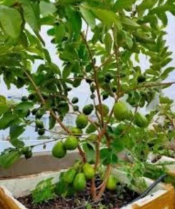 Guava Fruit Tree Live Plant 5-8