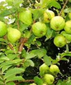 Guava Fruit Tree Live Plant 5-8