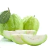 Guava Fruit Tree Live Plant 5-8" Tropical & Delicious, USDA Zones 9-12 - Image 1