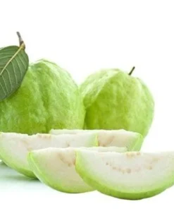 Guava Fruit Tree Live Plant 5-8