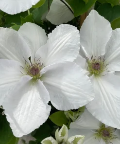 Guernsey Flute Clematis Live Plant – White Perennial Vine – 2.5 inch Pot - Image 4