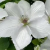 Guernsey Flute Clematis Live Plant – White Perennial Vine – 2.5 inch Pot - Image 1
