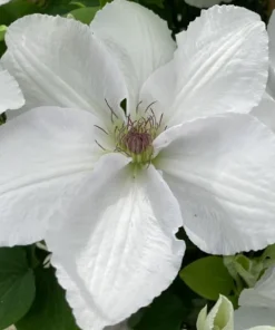 Guernsey Flute Clematis Live Plant – White Perennial Vine – 2.5 inch Pot - Image 1