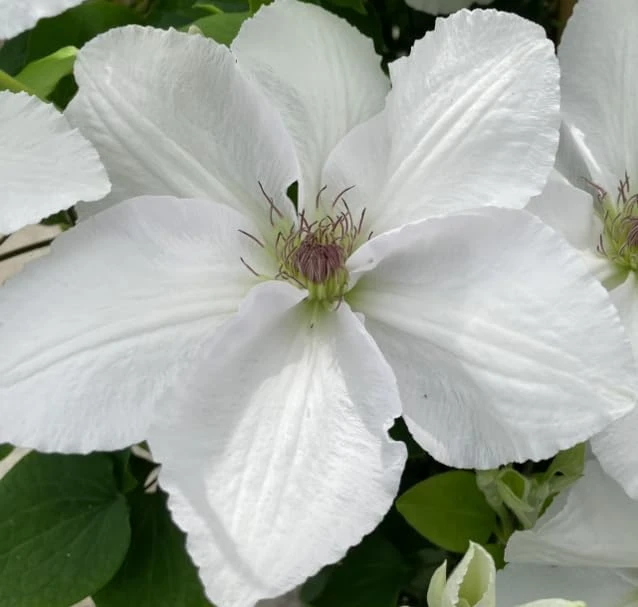 Guernsey Flute Clematis Live Plant – White Perennial Vine – 2.5 inch Pot - Image 1