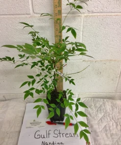 Gulf Stream Nandina Live Shrub - 1 Quart Pot - Outdoor Dwarf Foliage Plant - Image 2