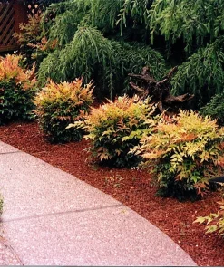 Gulf Stream Nandina Live Shrub - 1 Quart Pot - Outdoor Dwarf Foliage Plant - Image 3