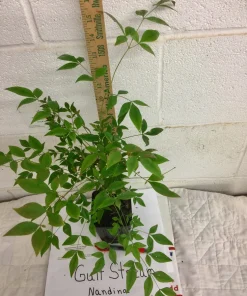 Gulf Stream Nandina Live Shrub - 1 Quart Pot - Outdoor Dwarf Foliage Plant - Image 4