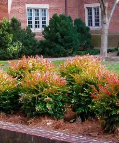 Gulf Stream Nandina Live Shrub - 1 Quart Pot - Outdoor Dwarf Foliage Plant - Image 5