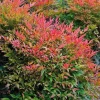 Gulf Stream Nandina Live Shrub - 1 Quart Pot - Outdoor Dwarf Foliage Plant - Image 1